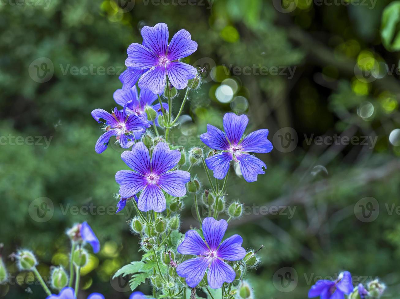 Flores de geranio Cranesbill en un jardín de verano foto