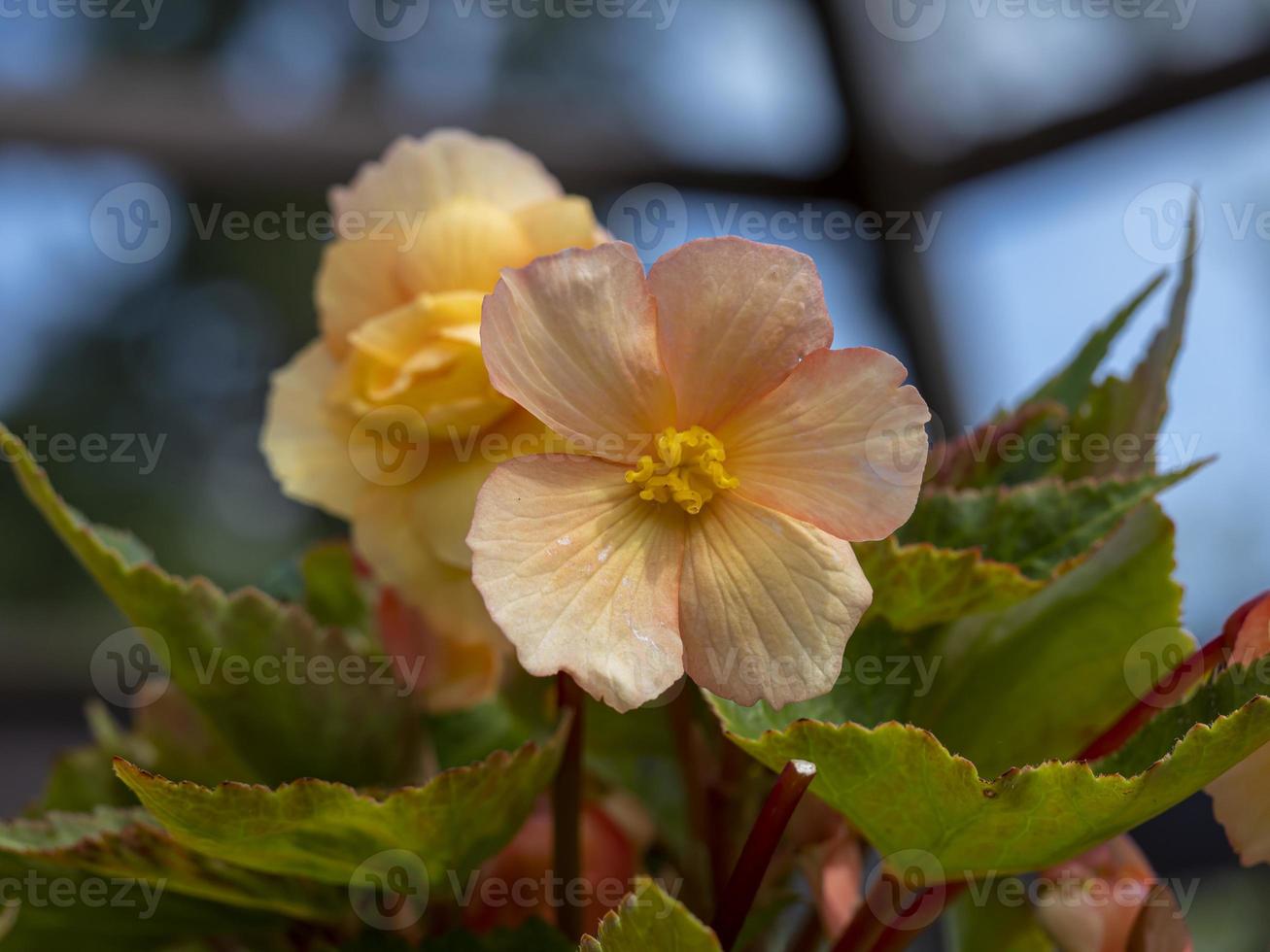 Bonita begonia melocotón floreciendo en un invernadero foto