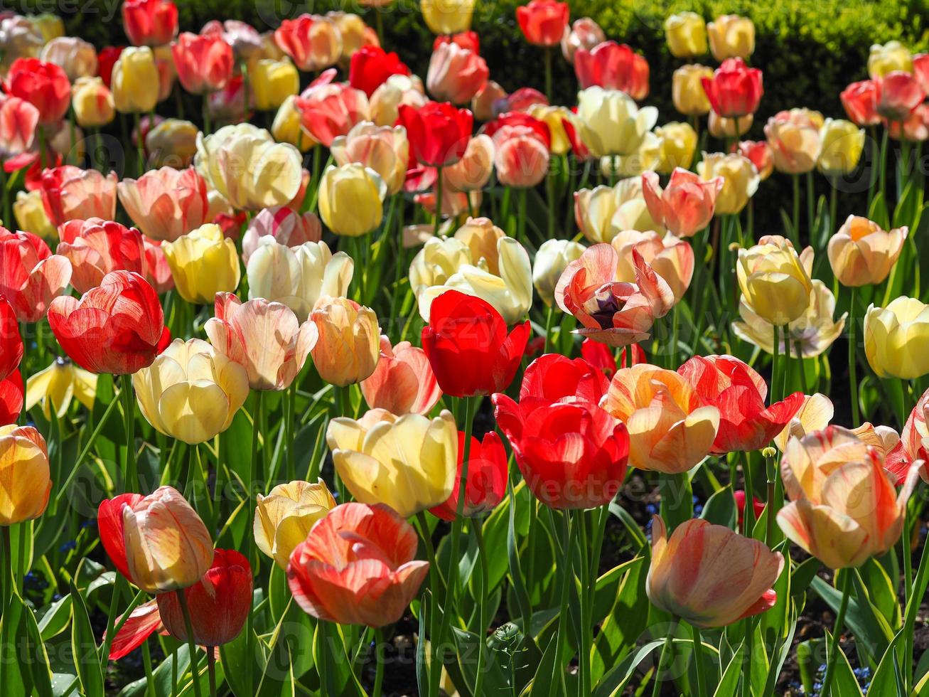 Pantalla de tulipanes mixtos en un jardín de primavera foto