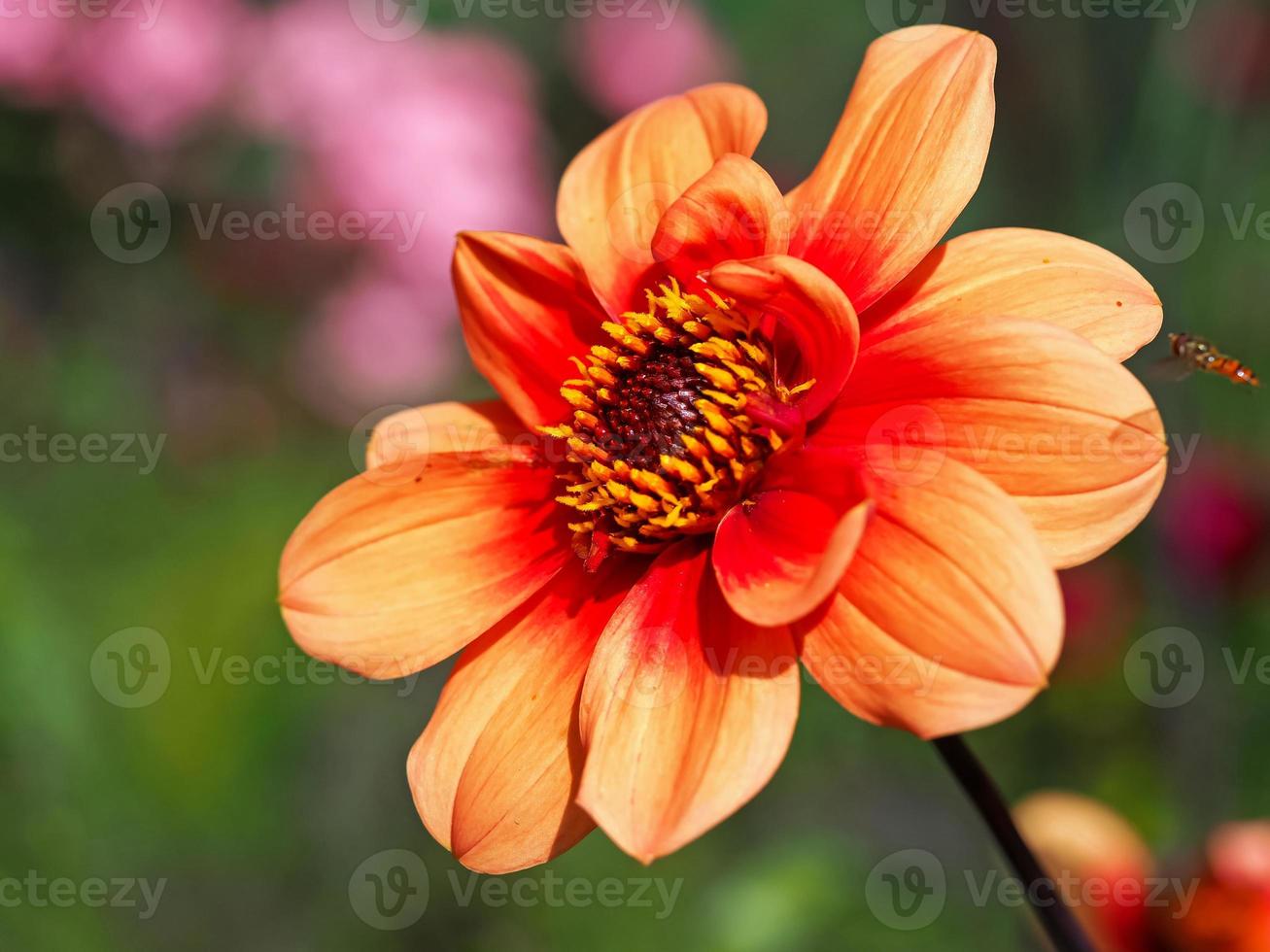 Hermosa flor de dalia naranja con un hoverfly acercándose foto