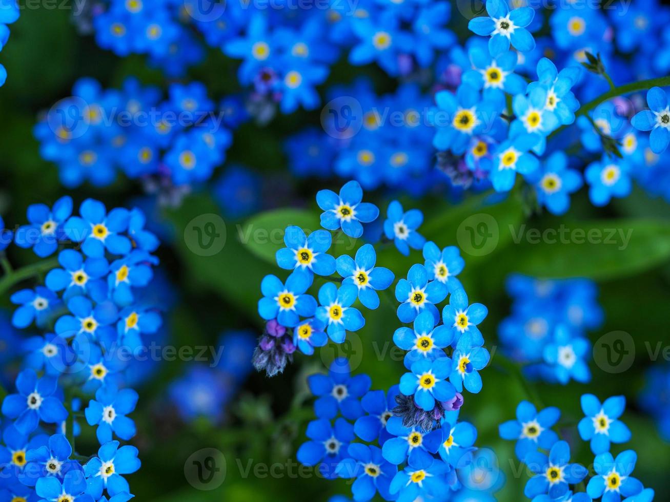 Bonitas flores azules nomeolvides de cerca foto