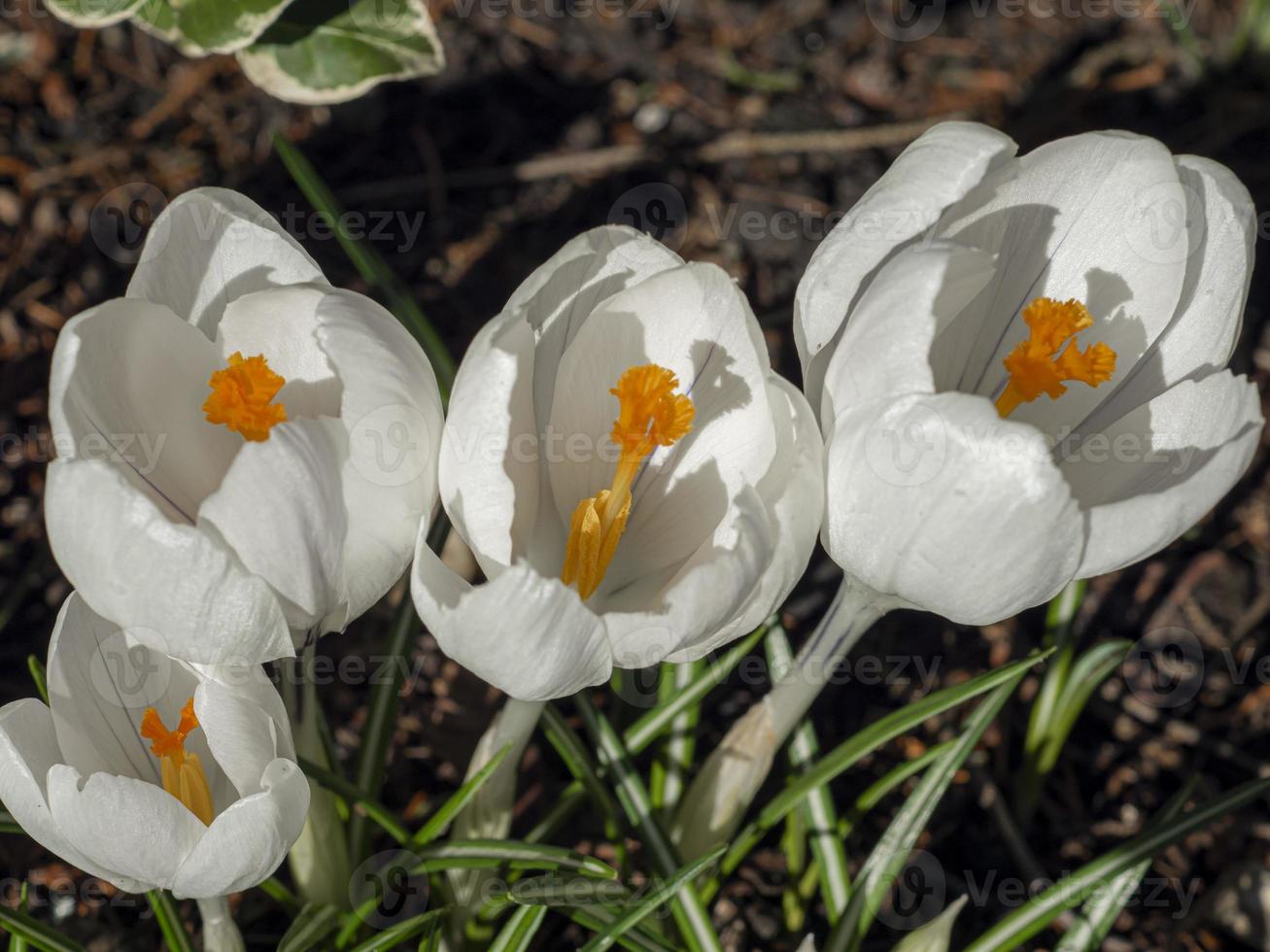 Close up of white crocus flowers with yellow stamens photo