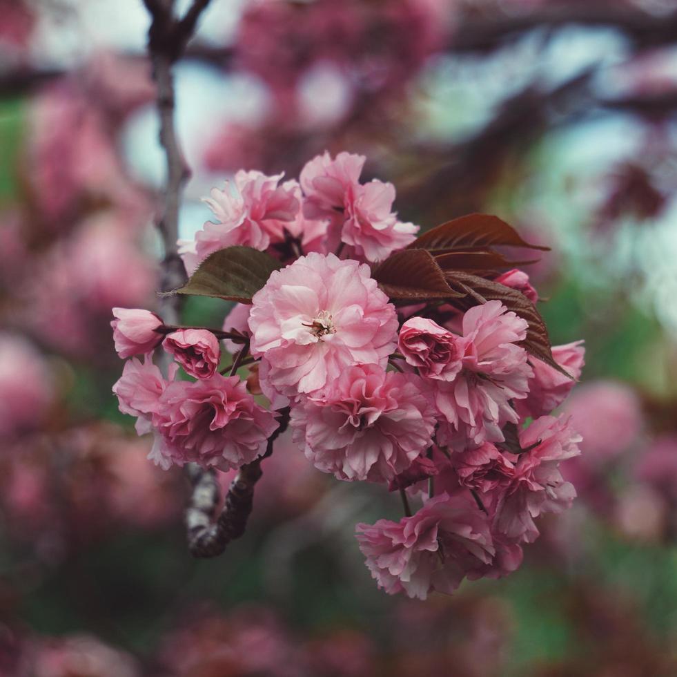 flores rosadas románticas en el jardín en primavera foto
