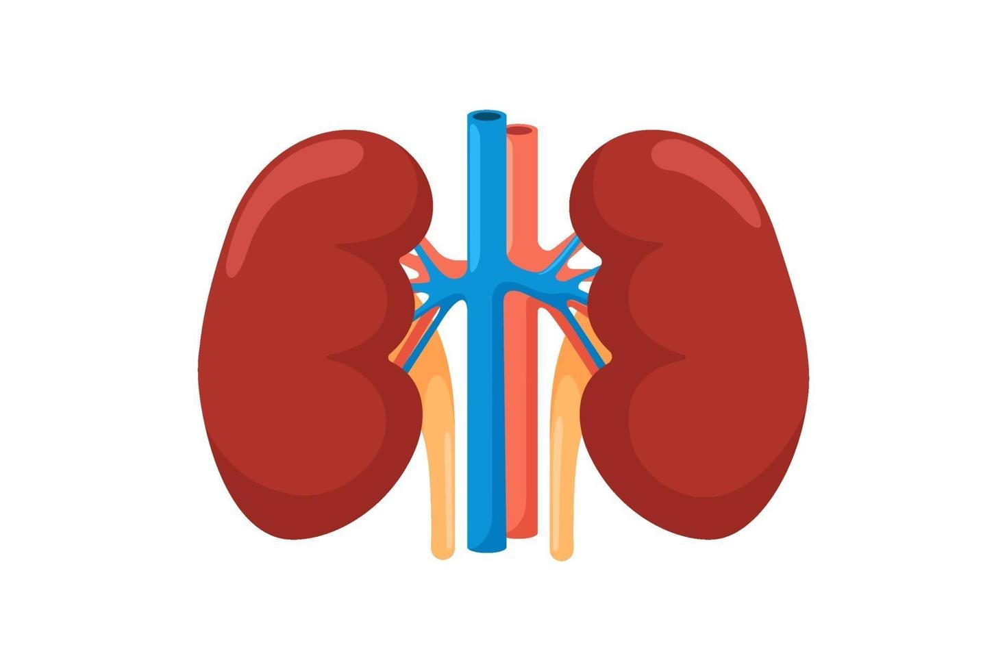 Kidney human internal organ. Urinary endocrine system front view anatomy vector illustration