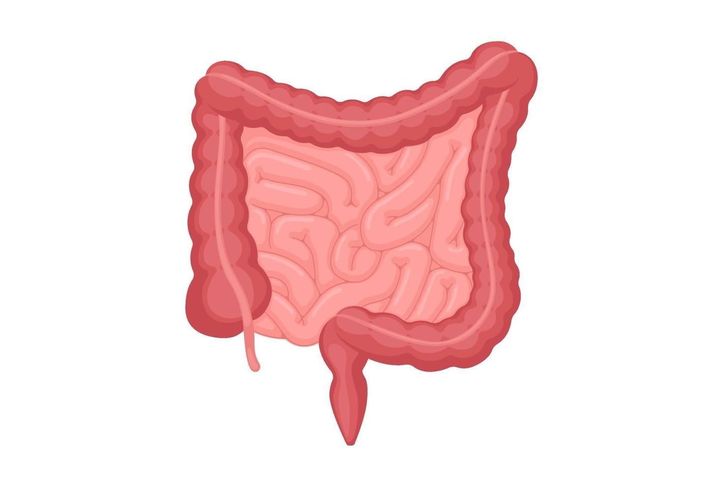 Anatomía de los intestinos humanos. cavidad abdominal digestiva y excrecion organo interno. intestino delgado y colon con duodeno recto y apéndice ilustración de digestión vectorial vector