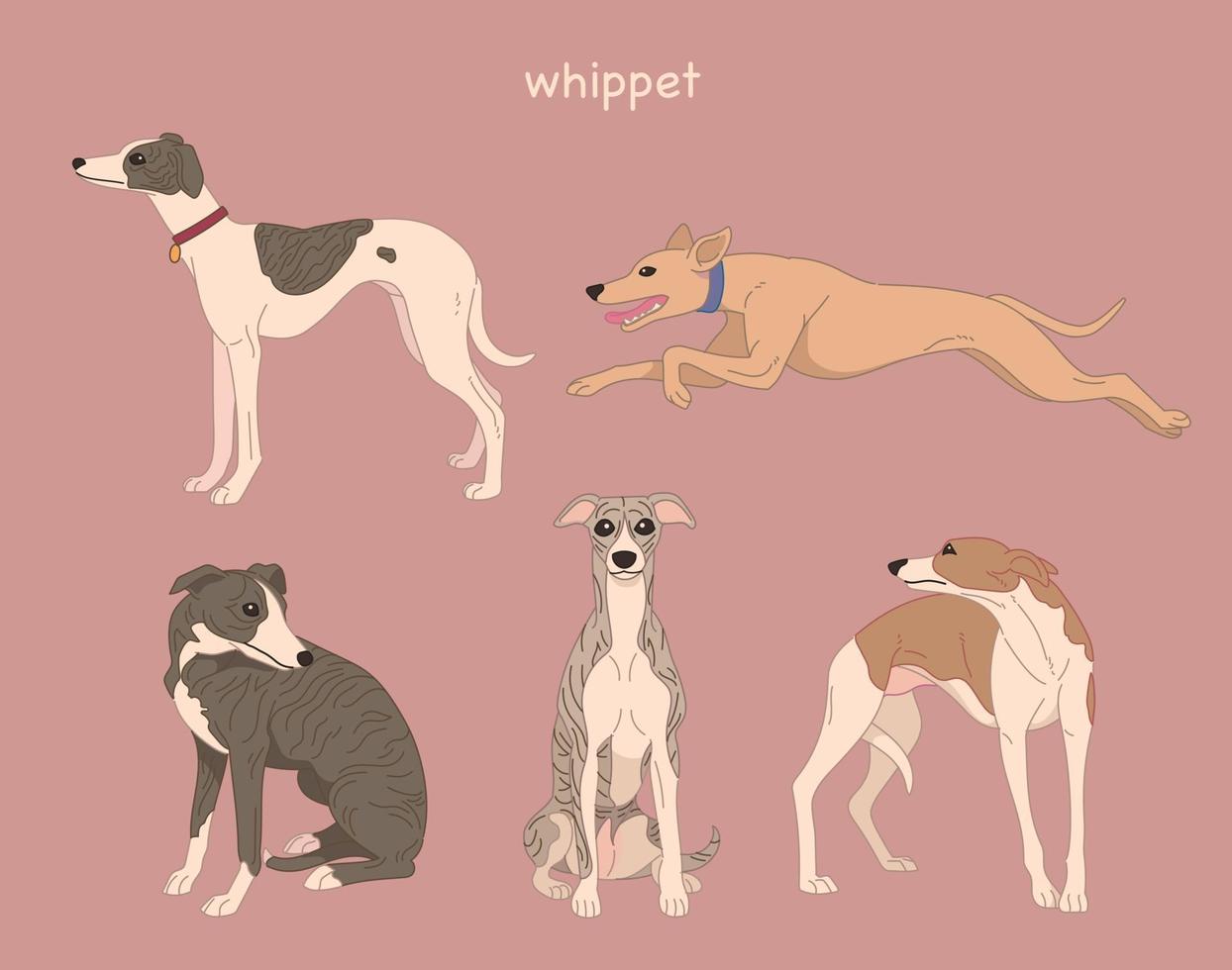 perro whippet. ilustraciones de diseño de vectores de estilo dibujado a mano.