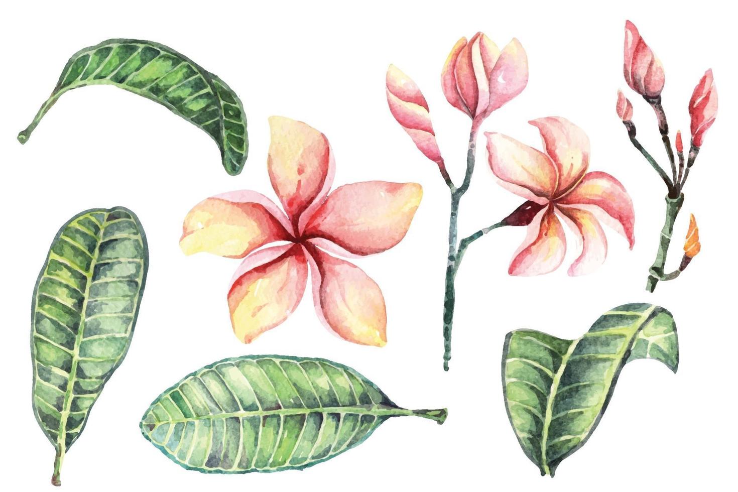 Watercolor plumeria set vector