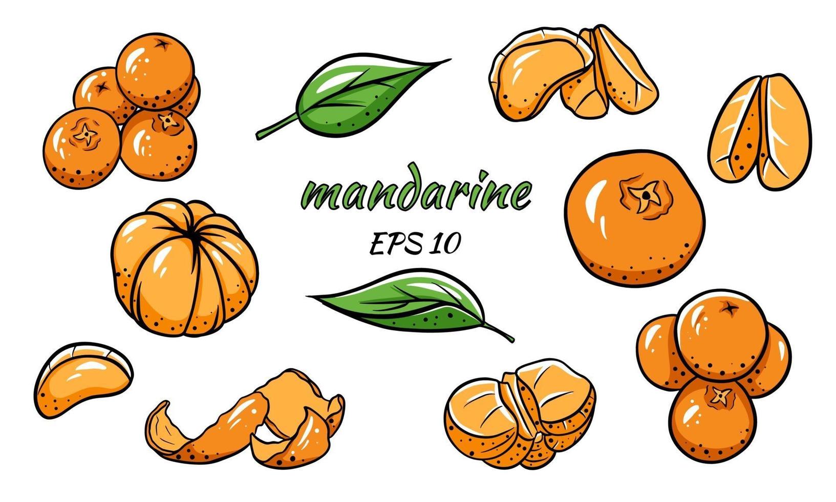 conjunto de ilustraciones vectoriales de mandarinas. vector