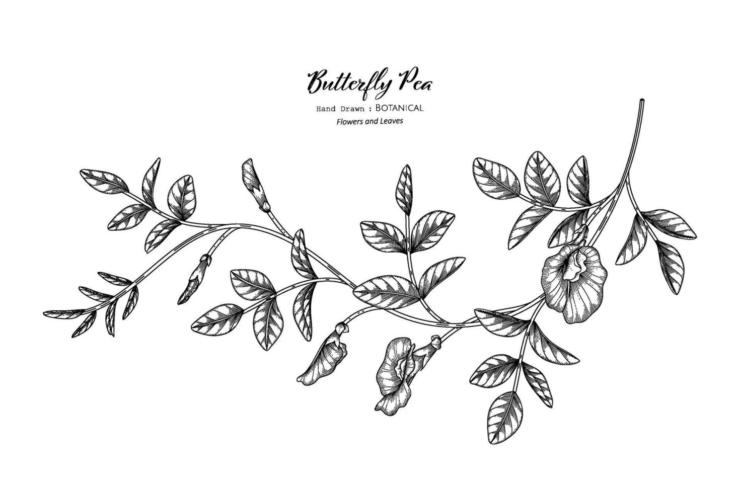 Butterfly peas flower and leaf hand drawn botanical illustration with line art. vector