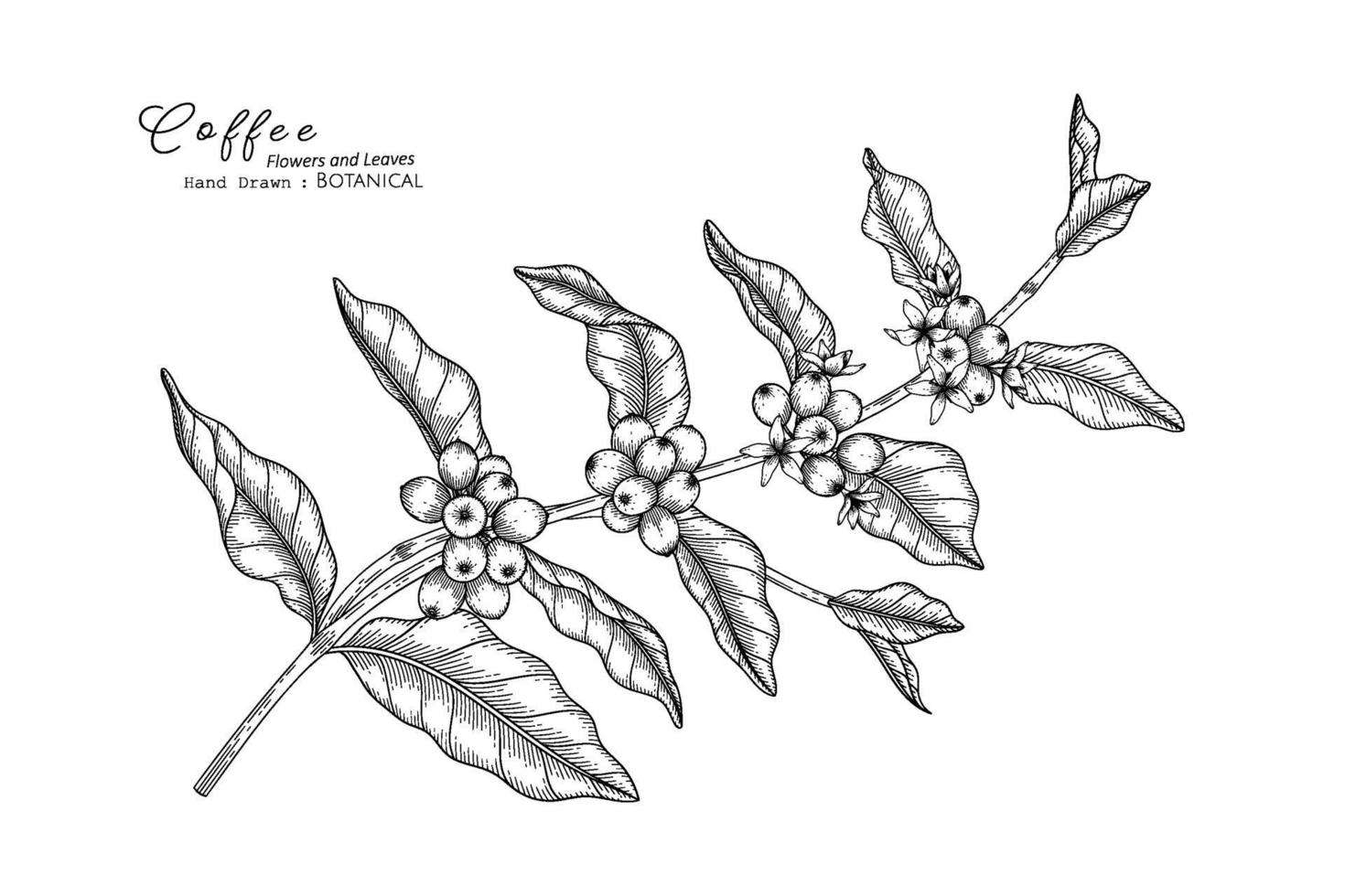 Coffee flower and leaf hand drawn botanical illustration with line art. vector