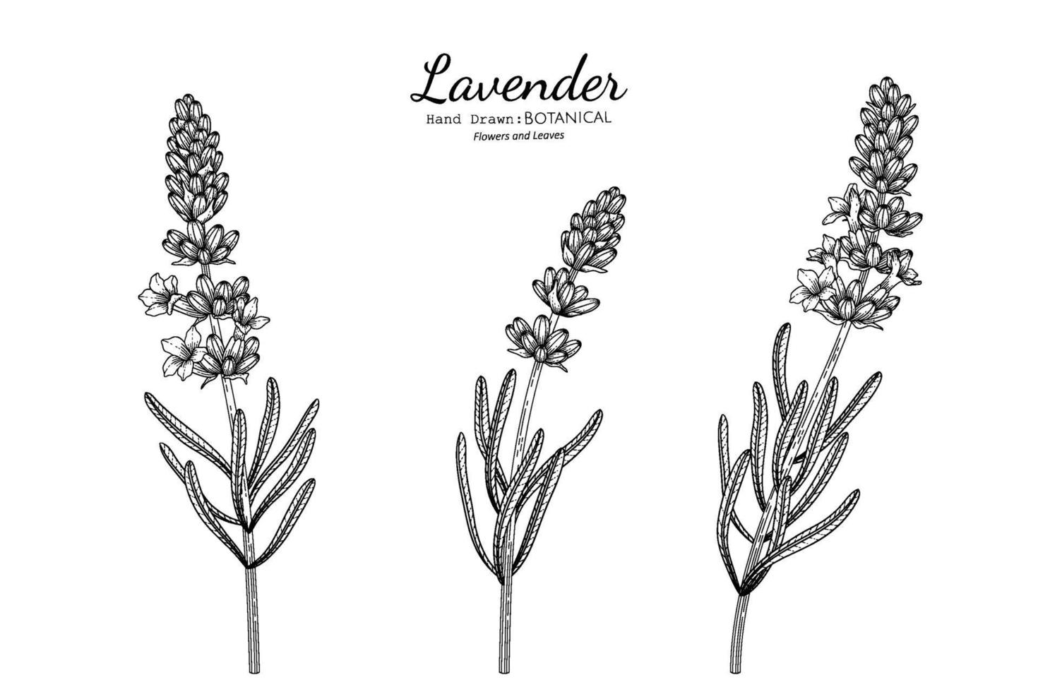 flor de lavanda y hojas dibujadas a mano ilustración botánica con arte lineal. vector