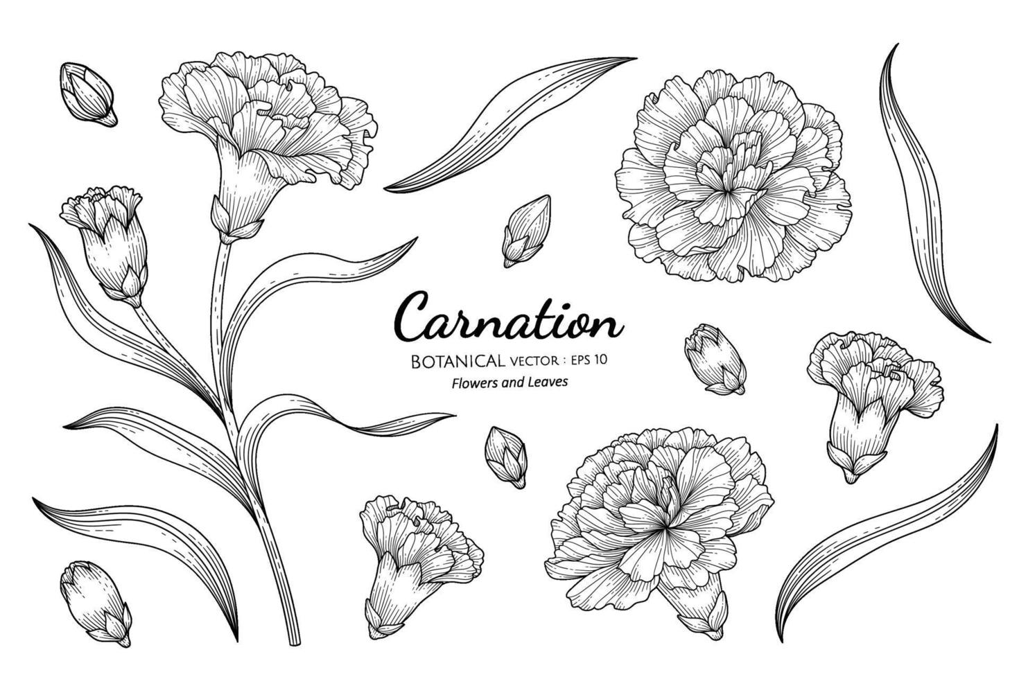 Carnation flower and leaf hand drawn botanical illustration with line art on white backgrounds. vector