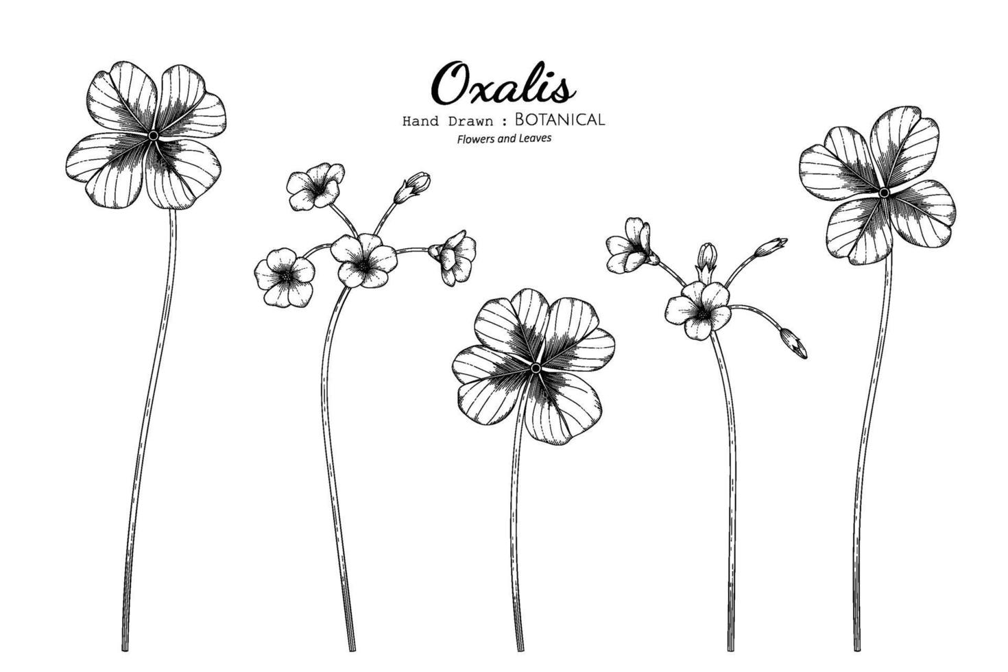 Oxalis flower and leaf hand drawn botanical illustration with line art. vector