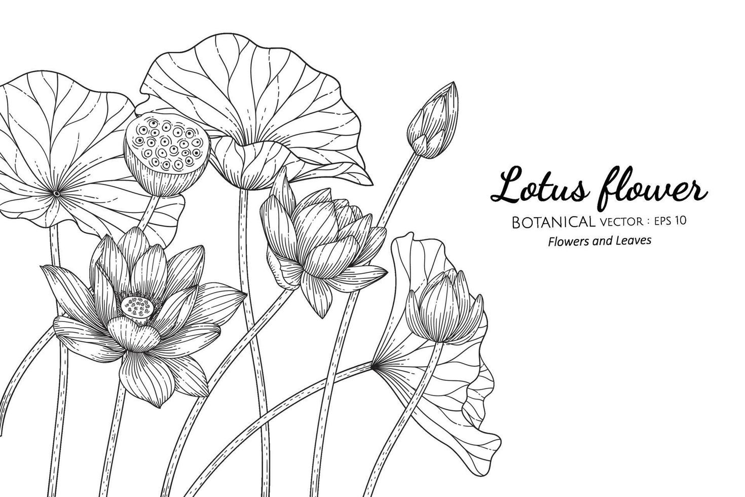 Lotus flower and leaf hand drawn botanical illustration with line art on white backgrounds. vector