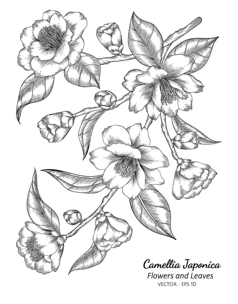 Ilustración de dibujo de flores y hojas de camelia japonica con arte lineal sobre fondos blancos. vector