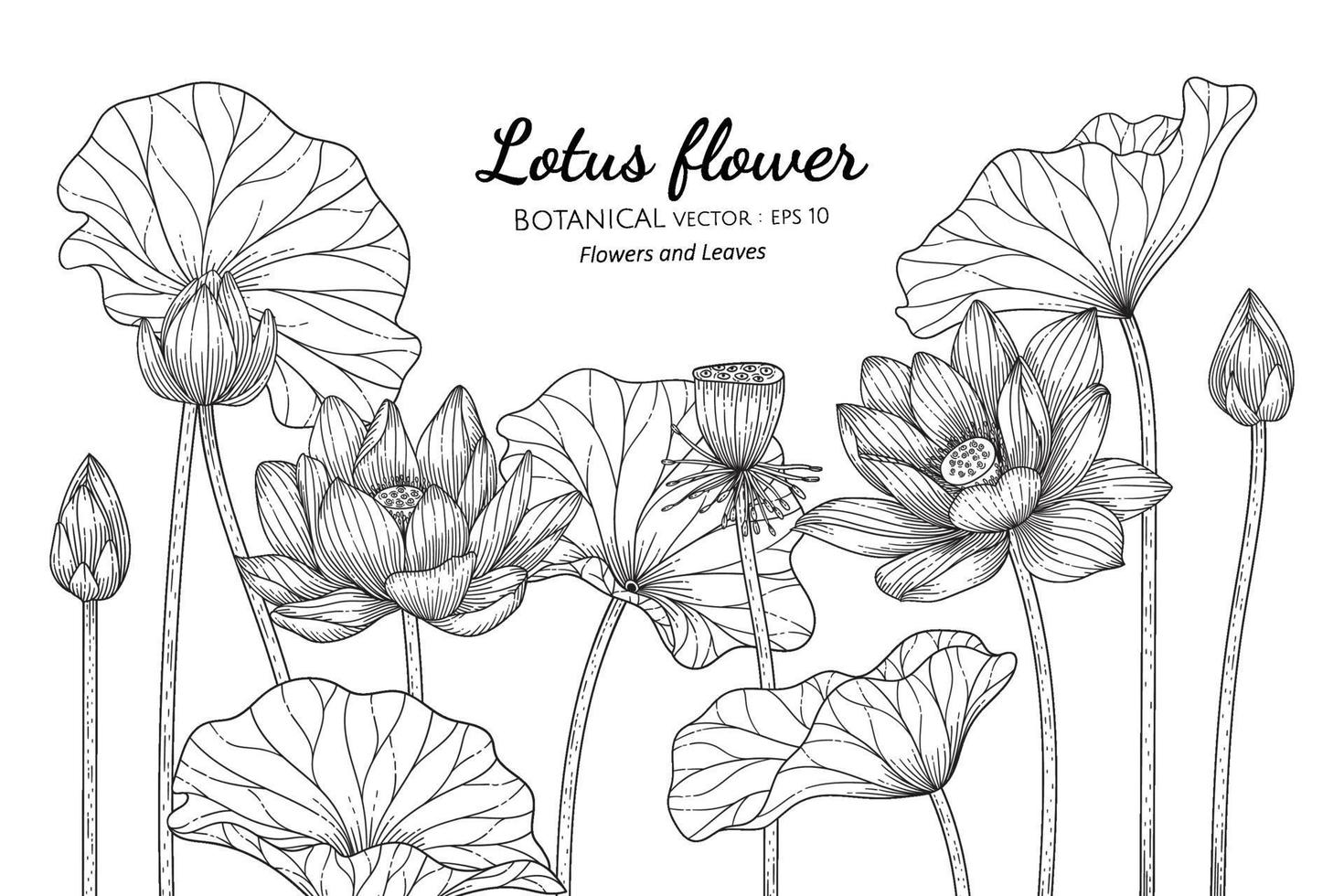 Lotus flower and leaf hand drawn botanical illustration with line art on white backgrounds. vector