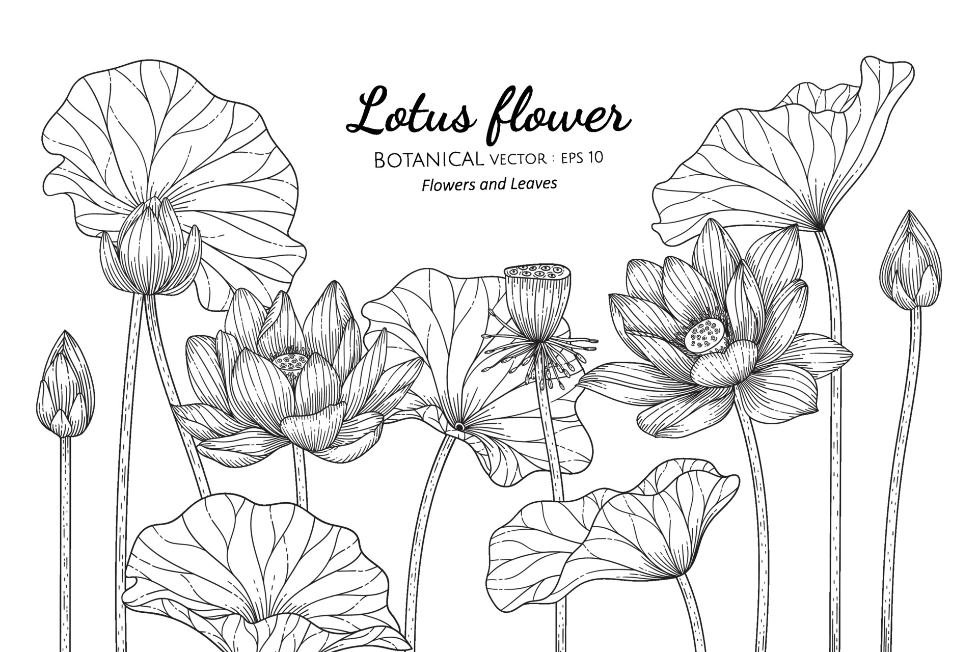 Lotus flower and leaf hand drawn botanical illustration with line art