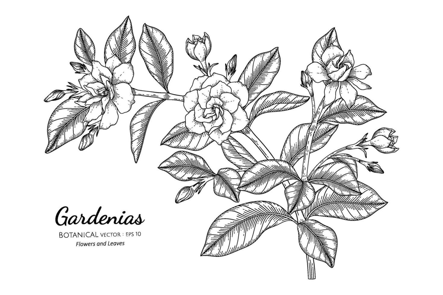 flor y hoja de gardenias dibujadas a mano ilustración botánica con arte lineal. vector