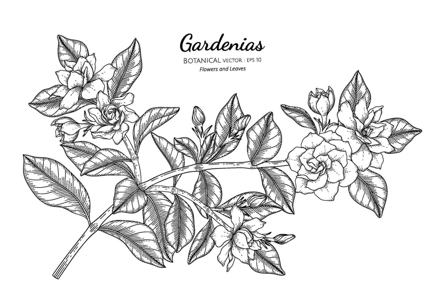 Gardenias flower and leaf hand drawn botanical illustration with line art. vector