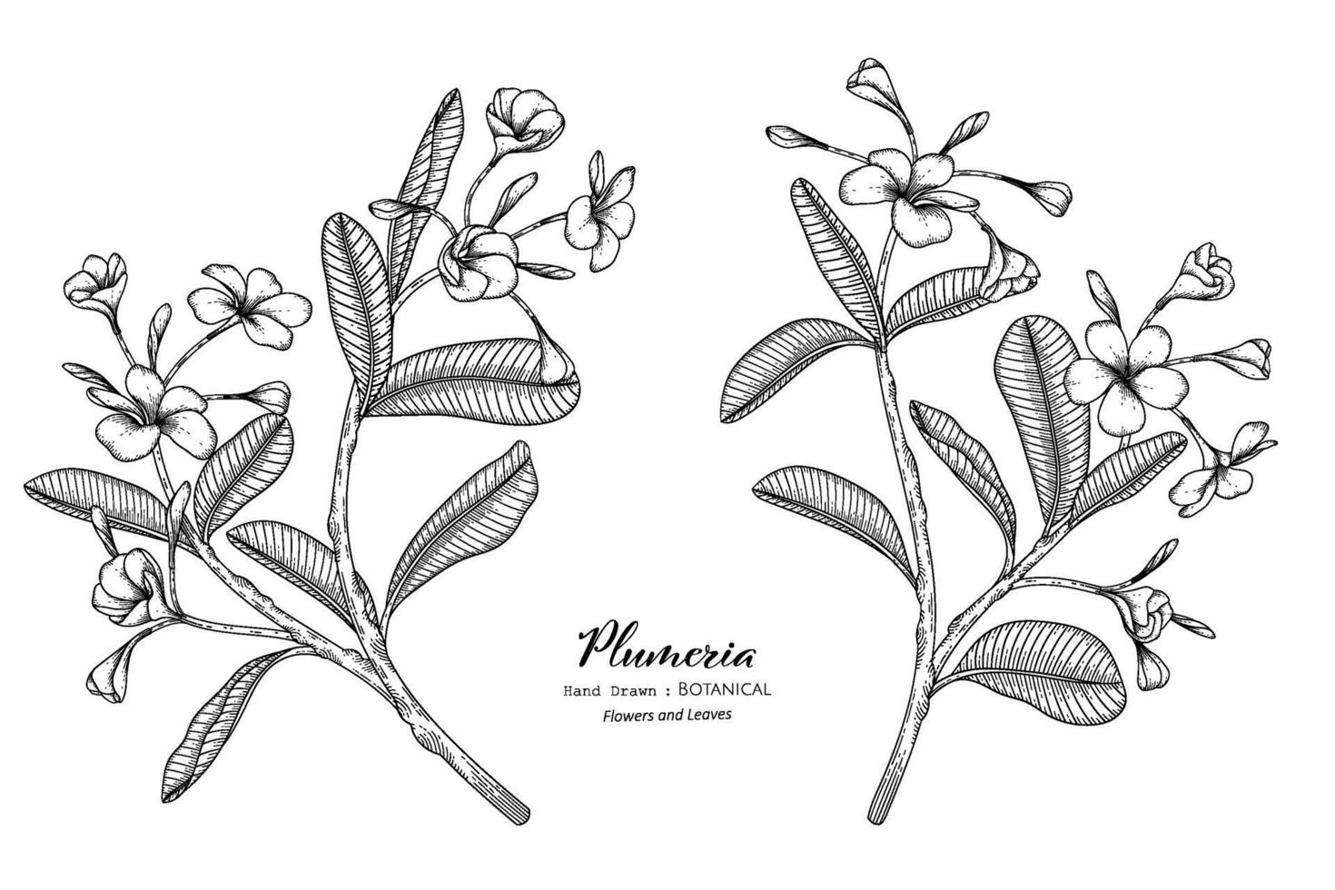 Plumeria flor y hoja dibujadas a mano ilustración botánica con arte lineal. vector