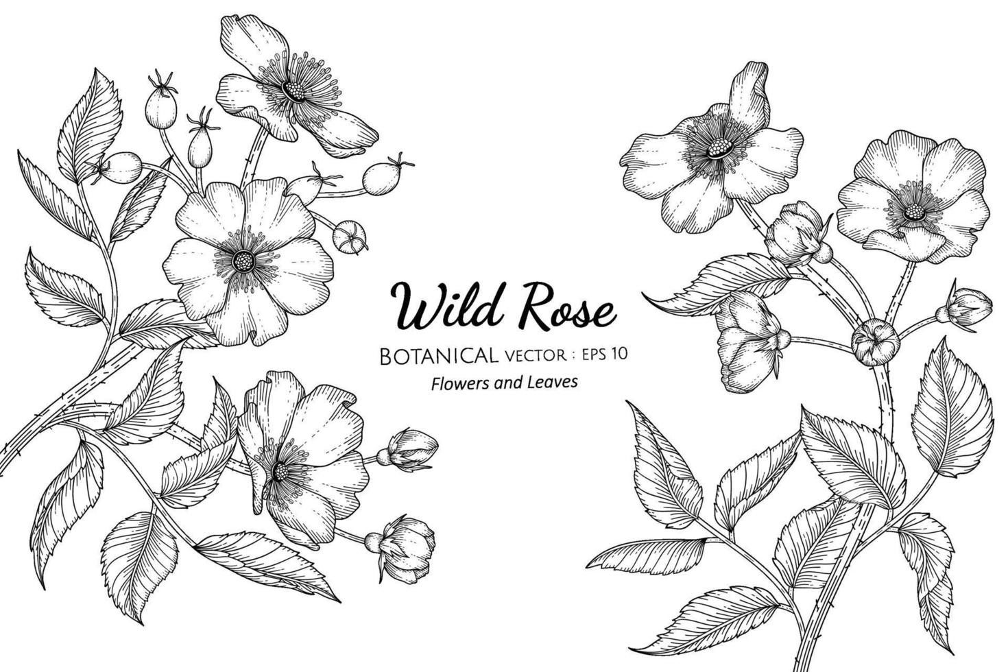 Wild rose flower and leaf hand drawn botanical illustration with line art on white backgrounds. vector