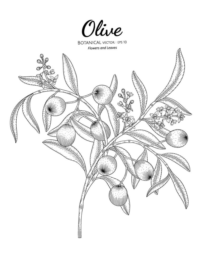 Oilve tree hand drawn botanical illustration with line art on white backgrounds. vector