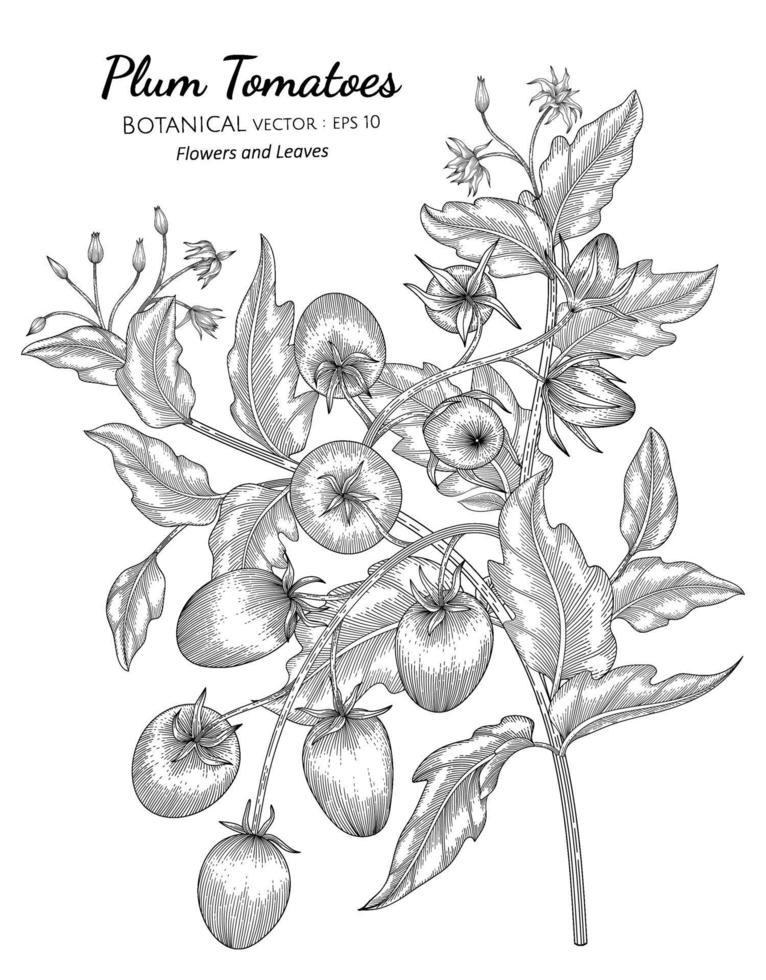 Plum tomato hand drawn botanical illustration with line art on white backgrounds. vector