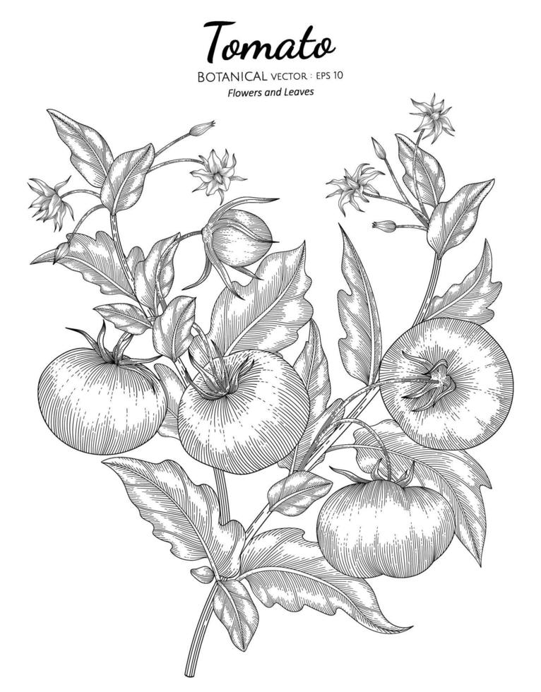 Tomato hand drawn botanical illustration with line art on white backgrounds. vector