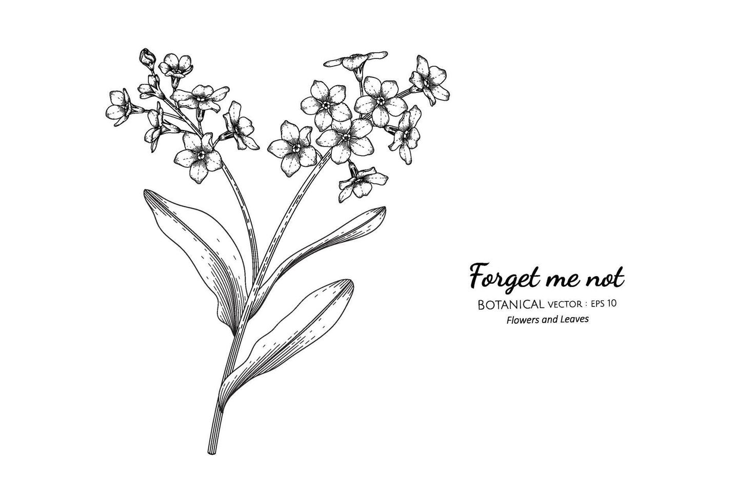 Forget me not flower and leaf hand drawn botanical illustration with line art. vector