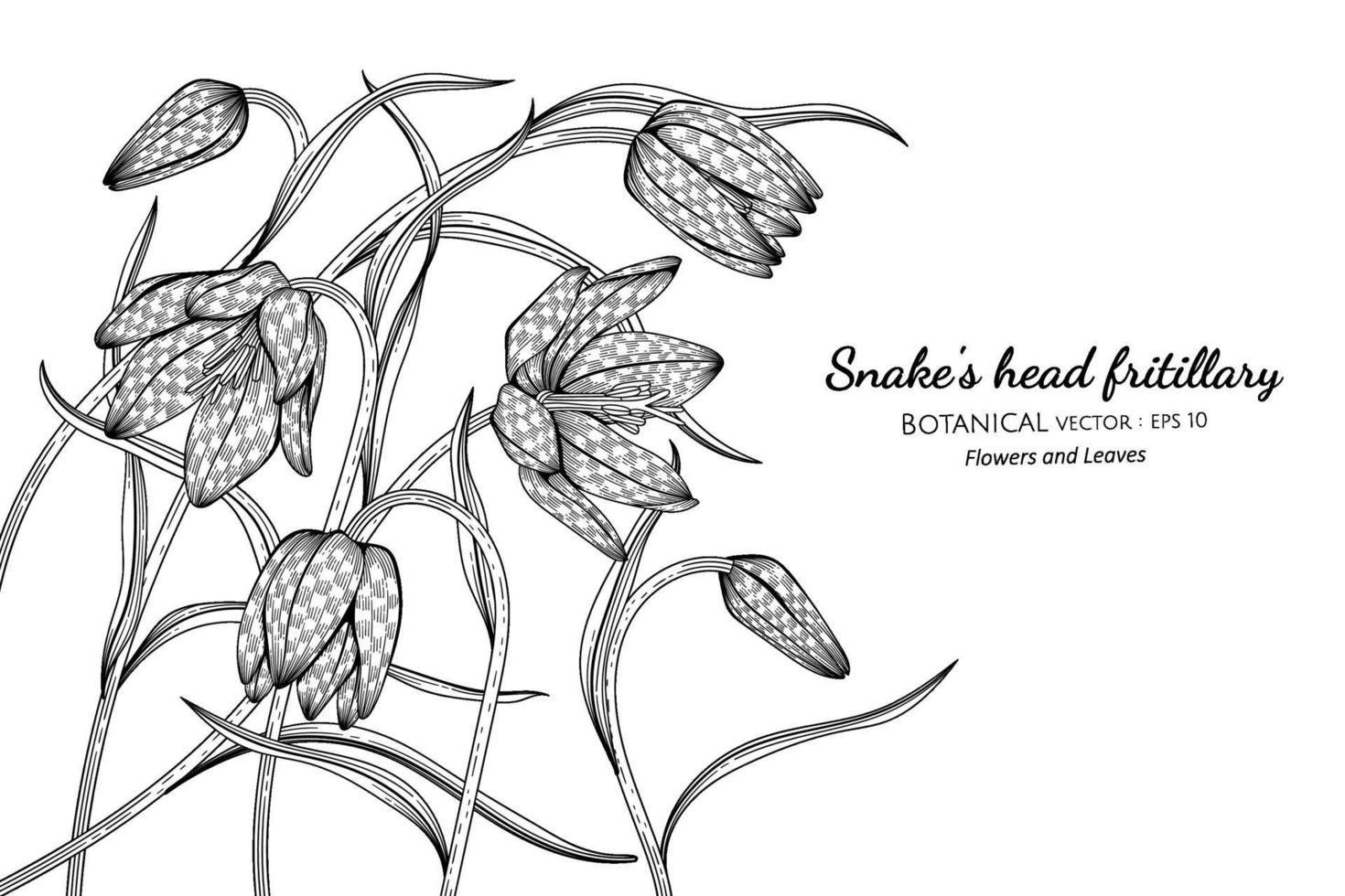 Snake's head fritillary flower and leaf hand drawn botanical illustration with line art on white backgrounds. vector