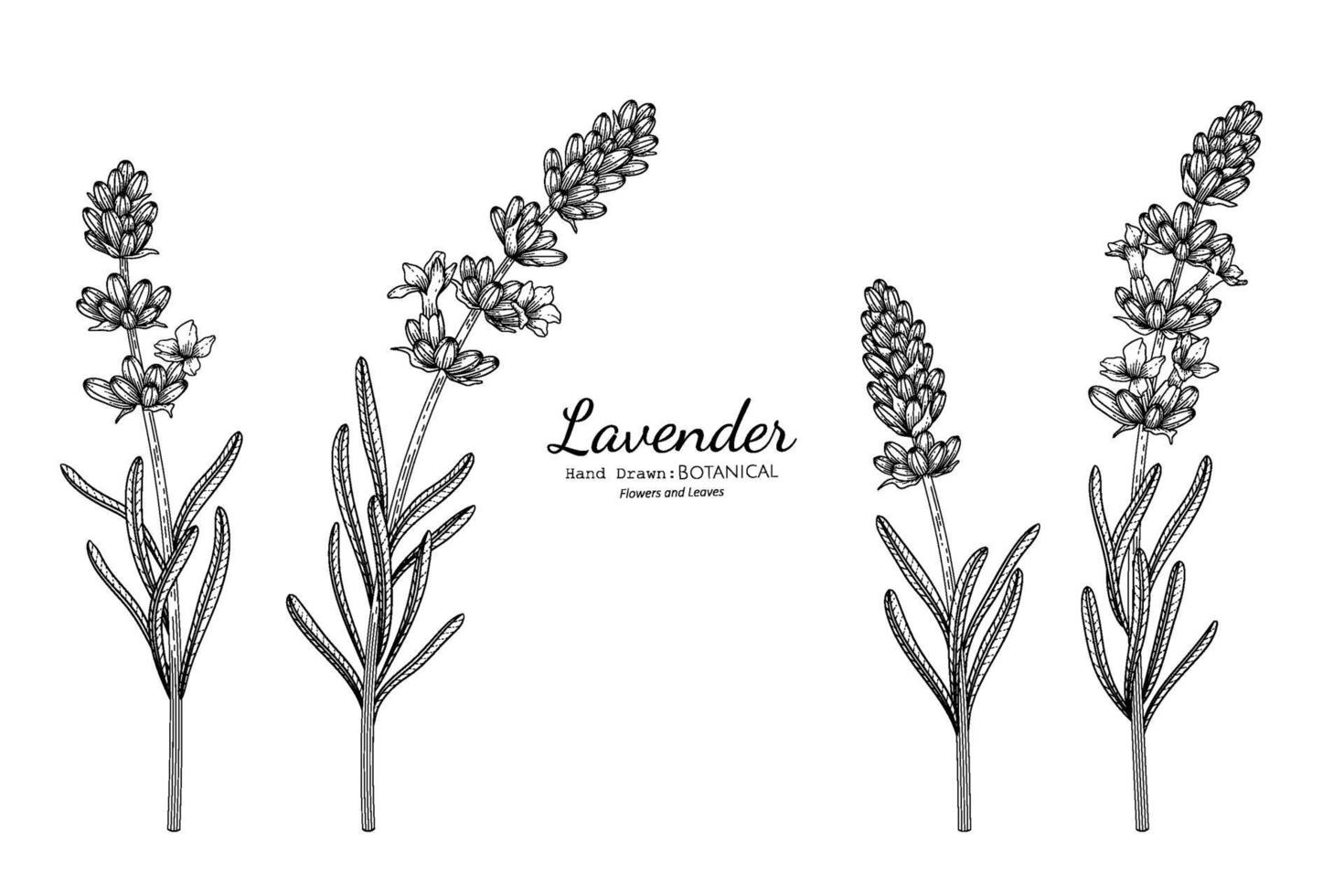 flor de lavanda y hojas dibujadas a mano ilustración botánica con arte lineal. vector