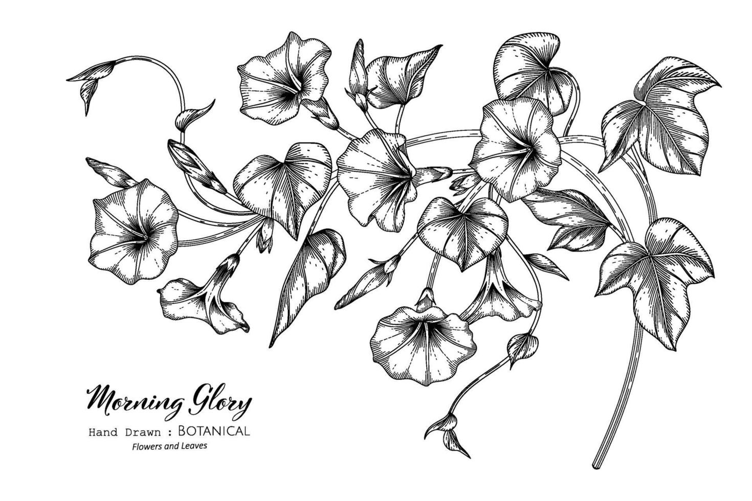 Morning glory flower and leaf hand drawn botanical illustration with line art. vector