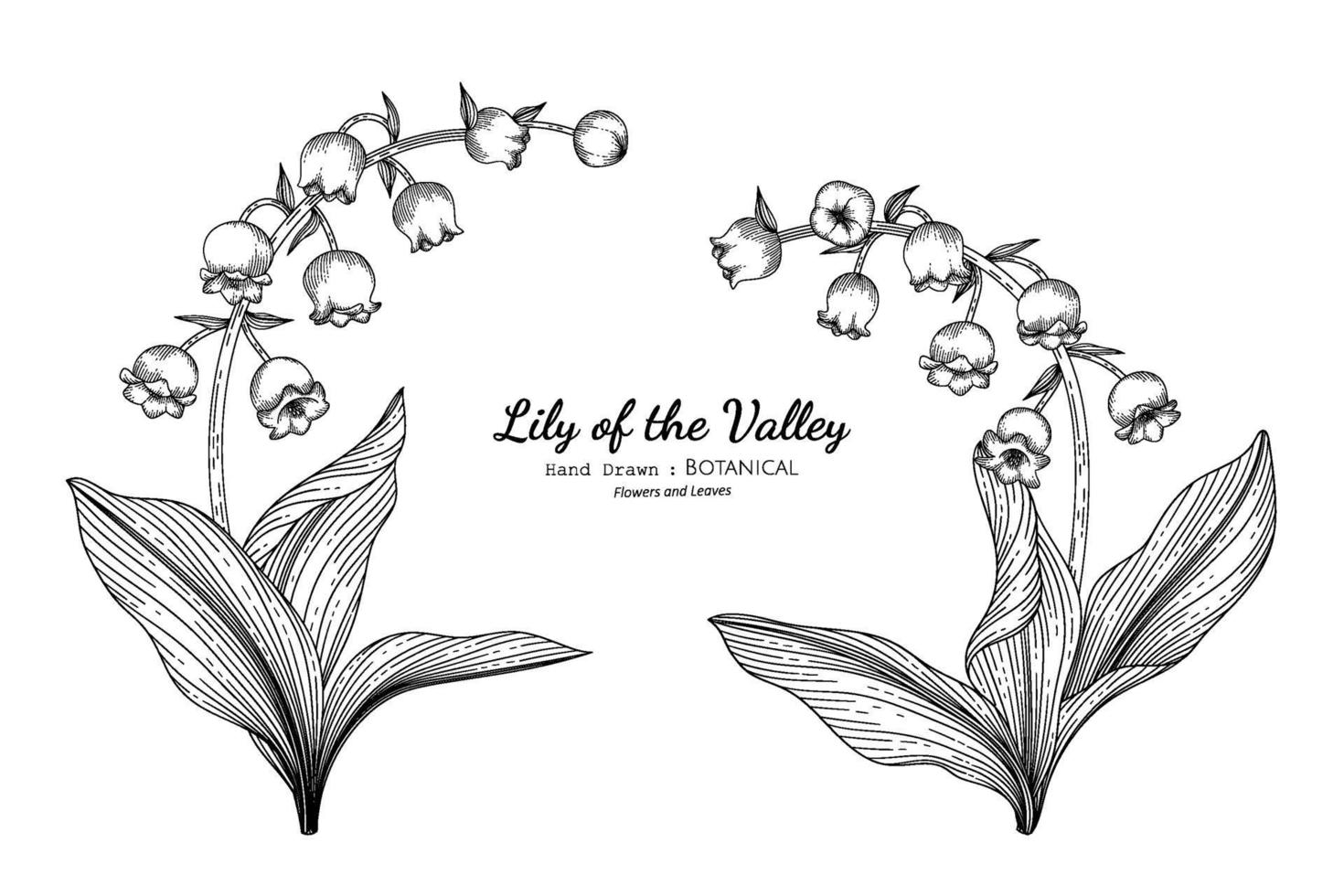 Lily of the valley flower and leaf hand drawn botanical illustration with line art. vector