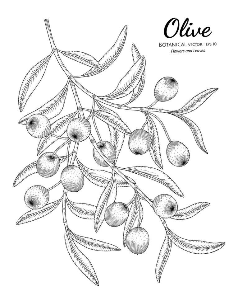 Oilve tree hand drawn botanical illustration with line art on white backgrounds. vector