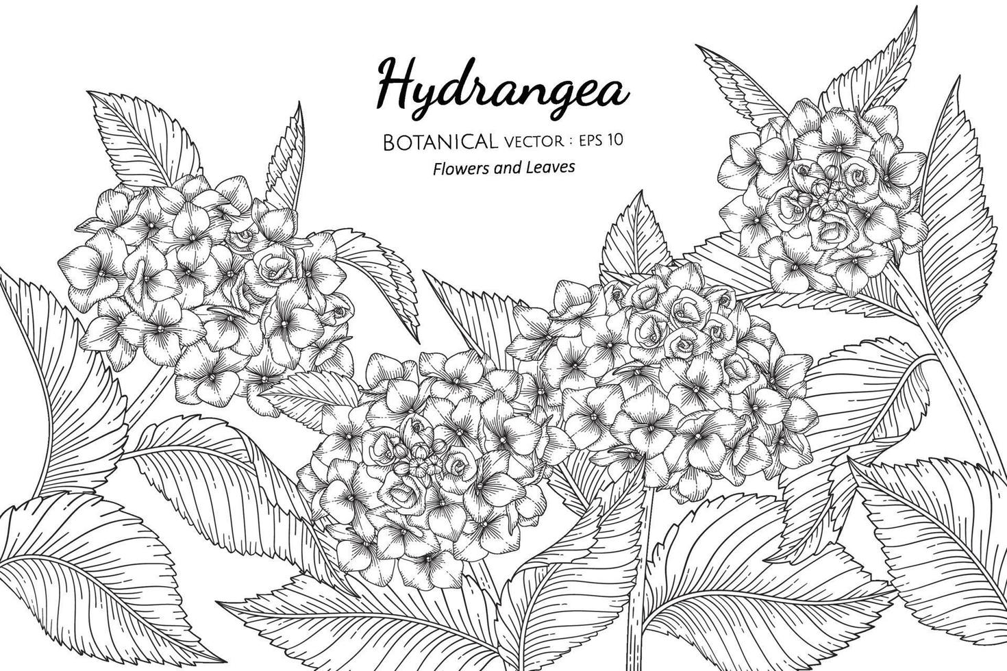 Hydrangea flower and leaf hand drawn botanical illustration with line art on white backgrounds. vector