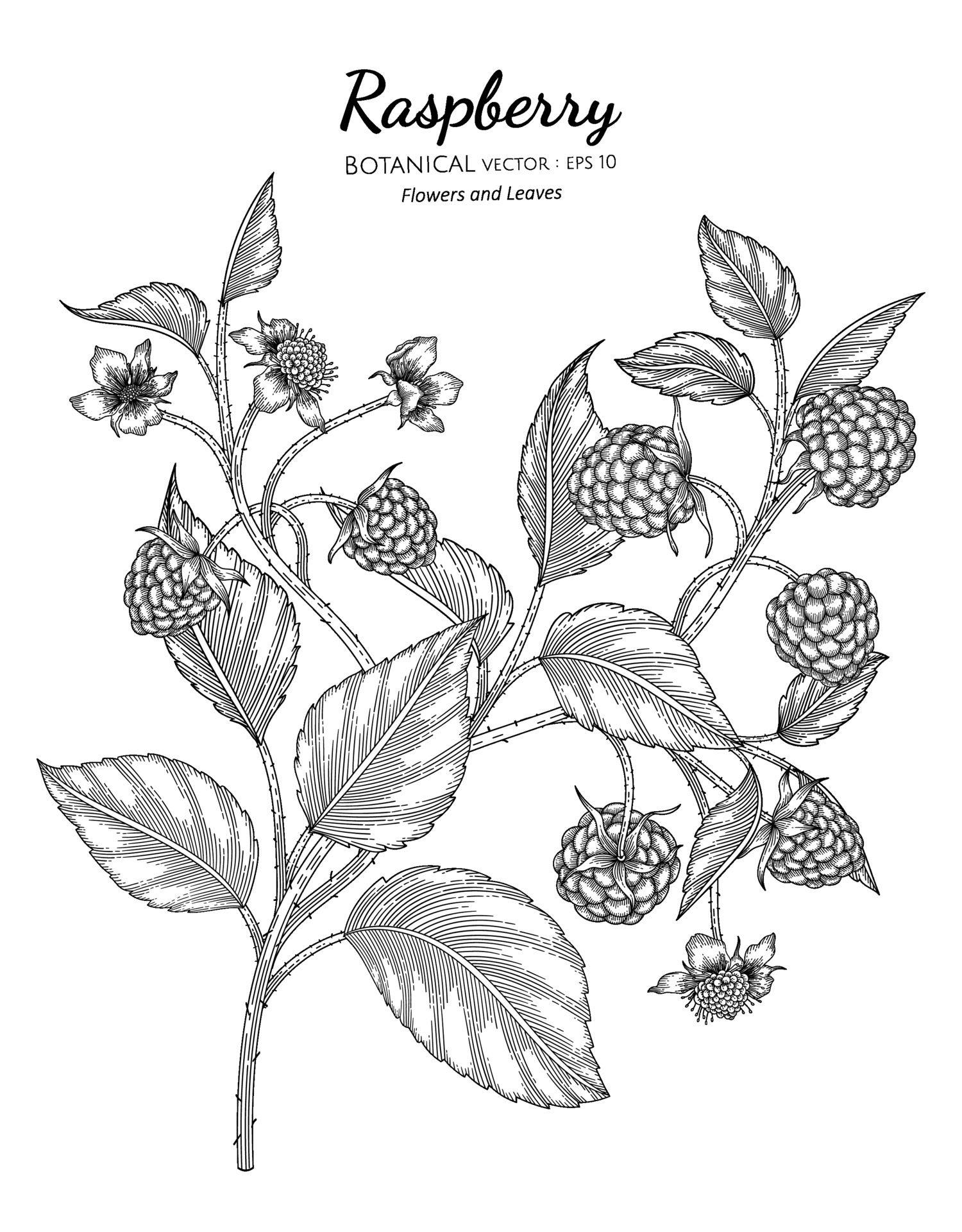 Raspberry hand drawn botanical illustration with line art on white