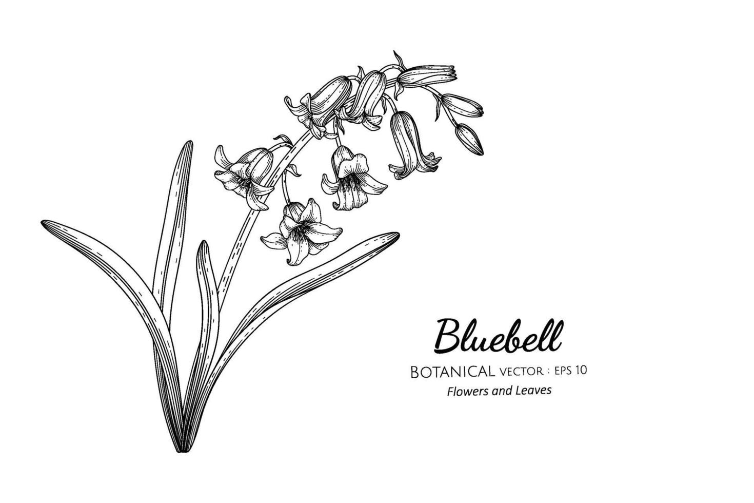 flor de campanilla y hojas dibujadas a mano ilustración botánica con arte lineal. vector