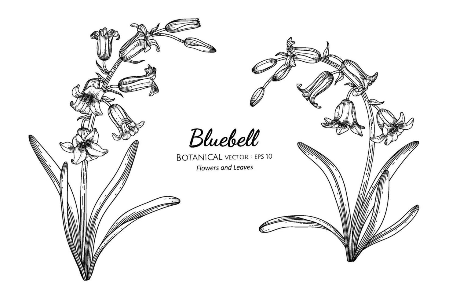 Bluebell flower and leaf hand drawn botanical illustration with line art. vector