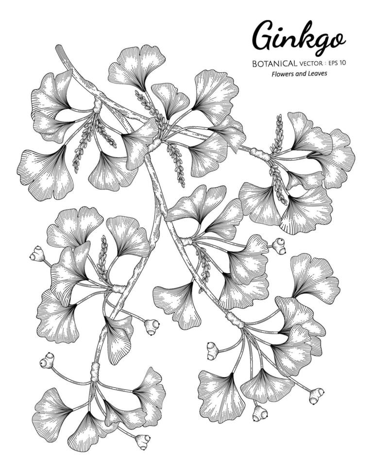 ginkgo dibujado a mano ilustración botánica con arte lineal sobre fondos blancos. vector