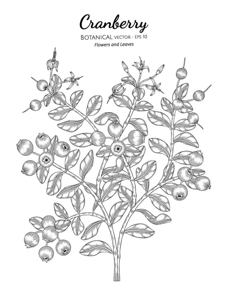 Cranberry fruit hand drawn botanical illustration with line art on white backgrounds. vector