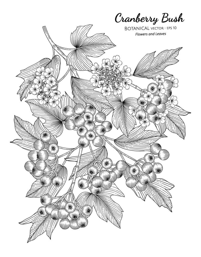 Ilustración botánica dibujada a mano de fruta de cranberrybush americano con arte lineal sobre fondos blancos. vector