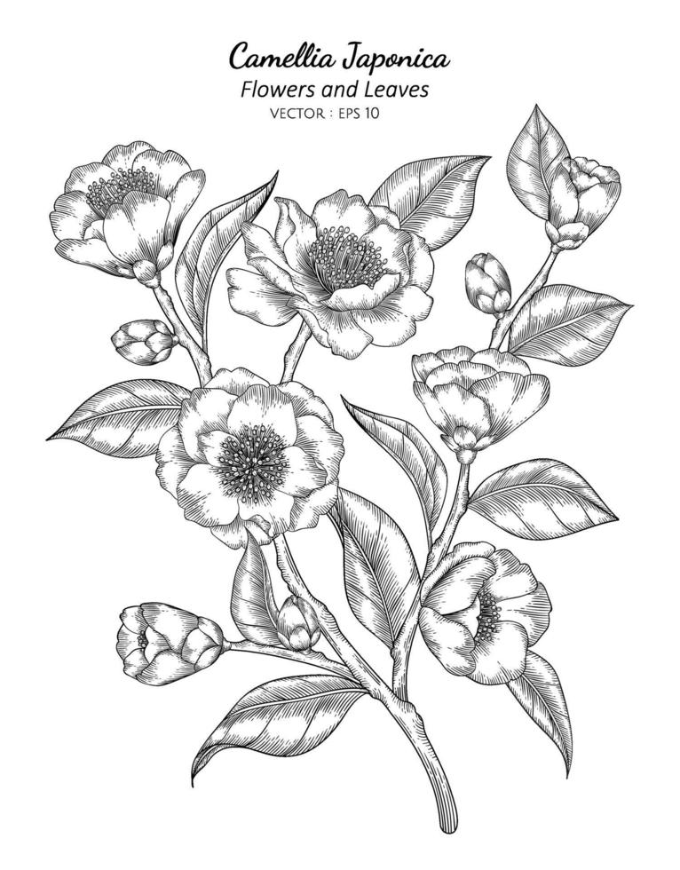 Ilustración de dibujo de flores y hojas de camelia japonica con arte lineal sobre fondos blancos. vector