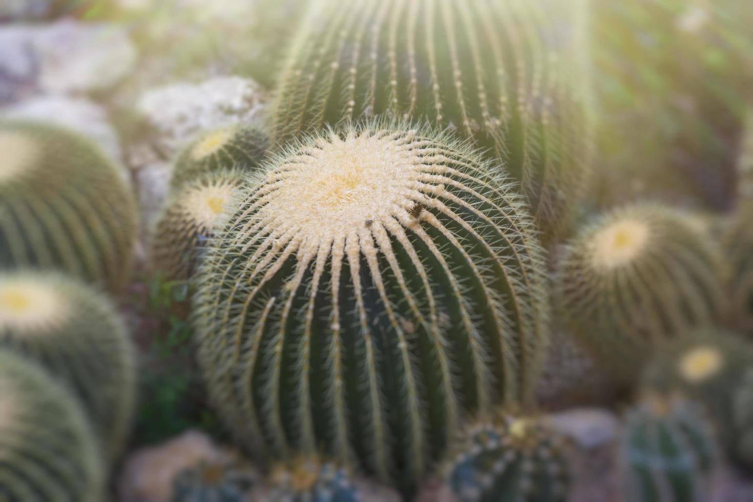 Close-up de cactus verdes de varios tamaños. foto