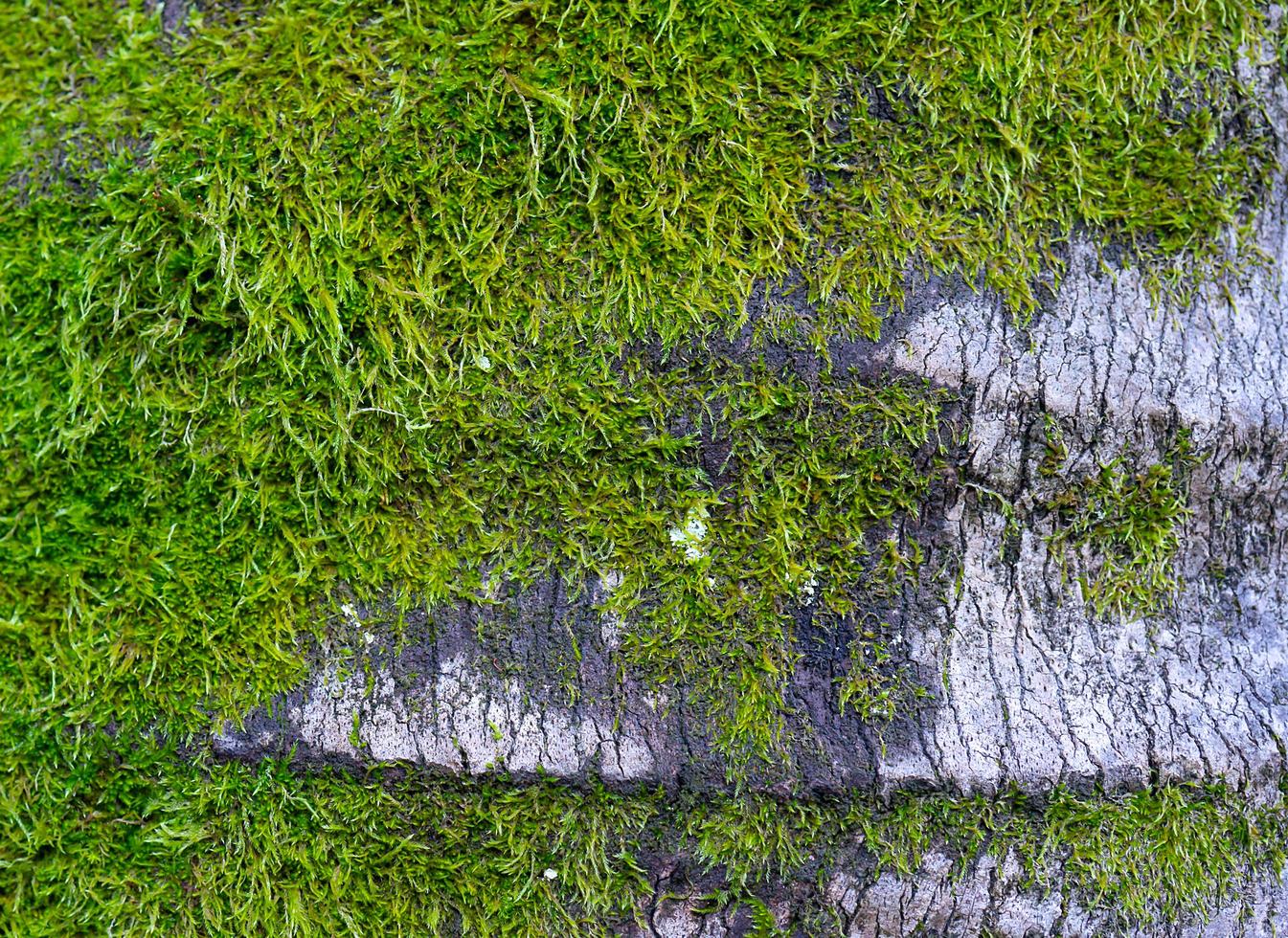 Close-up de corteza de árbol cubierto de musgo foto