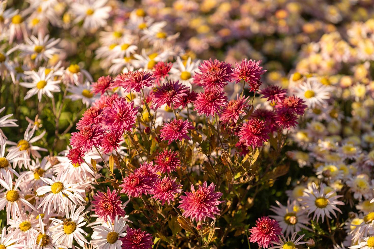 Close-up of a group of chrysanthemums photo
