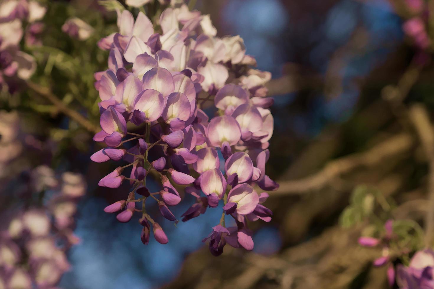 Close-up de flores de glicina con un fondo borroso foto