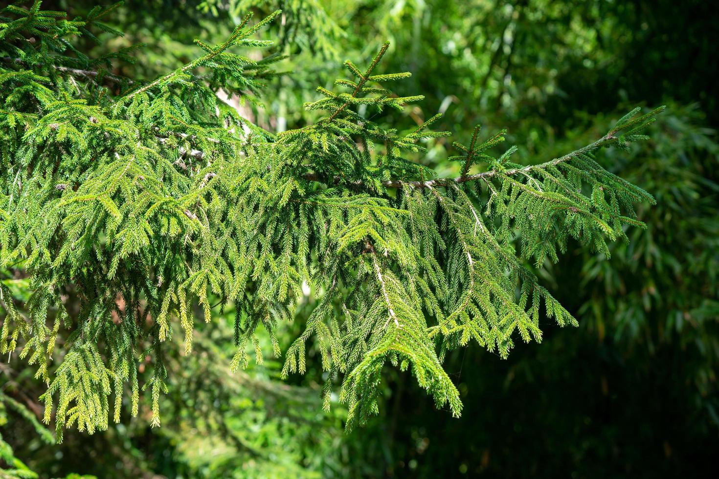 A branch of a green coniferous tree photo