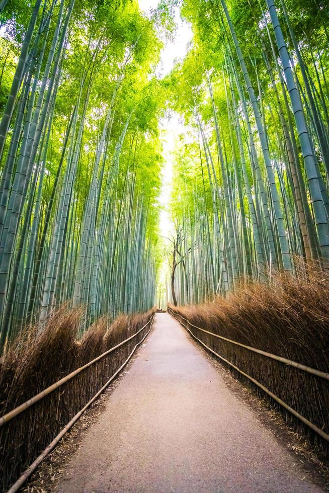 Arboleda de bambú en Arashiyama, Kioto foto