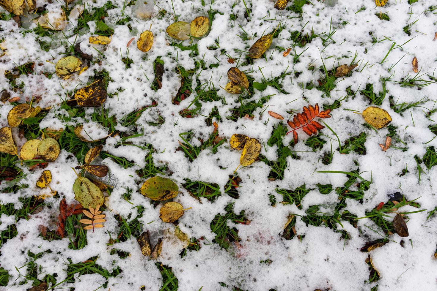 hojas de colores sobre la hierba nevada foto