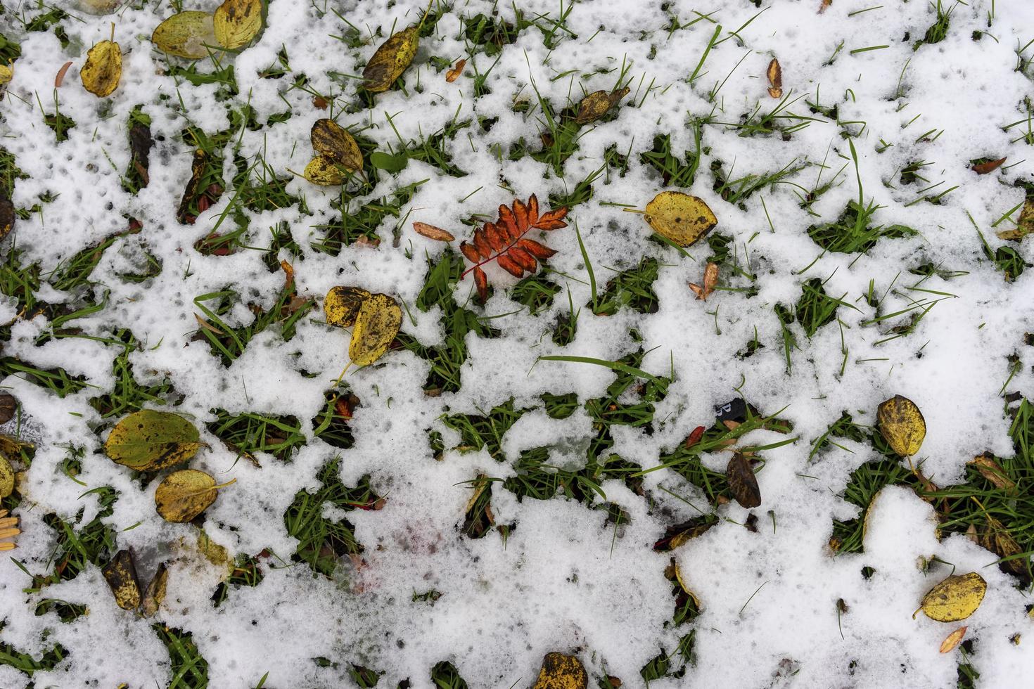 hojas de colores sobre la hierba nevada foto